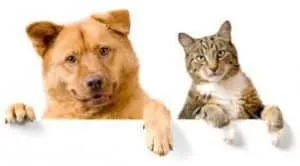 Deflea Detick Carpet Flea Treatment Northern VA