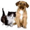 De-flea De-tick Carpet Flea Treatment Northern VA service