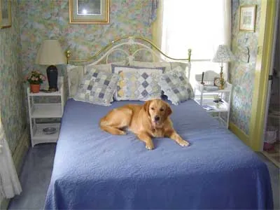 mattress cleaning va dog