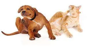 flea and tick removal va