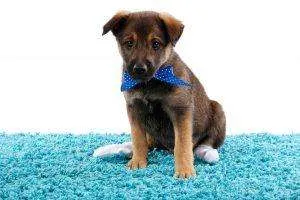 pet safe carpet cleaner