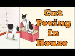 How To Get Rid of Cat Urine Odor In House