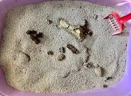 Can I Get Sick From Smelling Cat Urine Litter