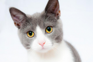 Remove Cat Urine From Carpet